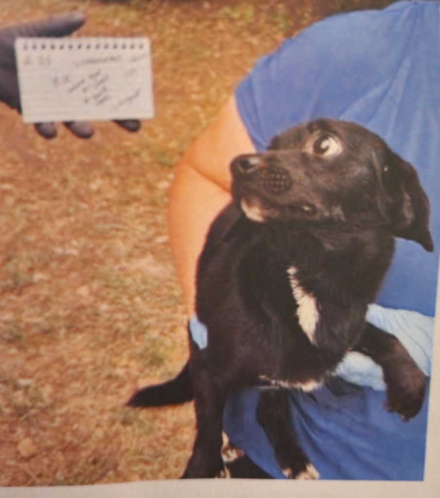 Watermelon, a Adoptable mixed breed in Great Bend, KS image 2/2