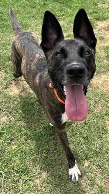 Enlarge ELVIS, a Adoptable mixed breed in Augusta, GA image 1/1