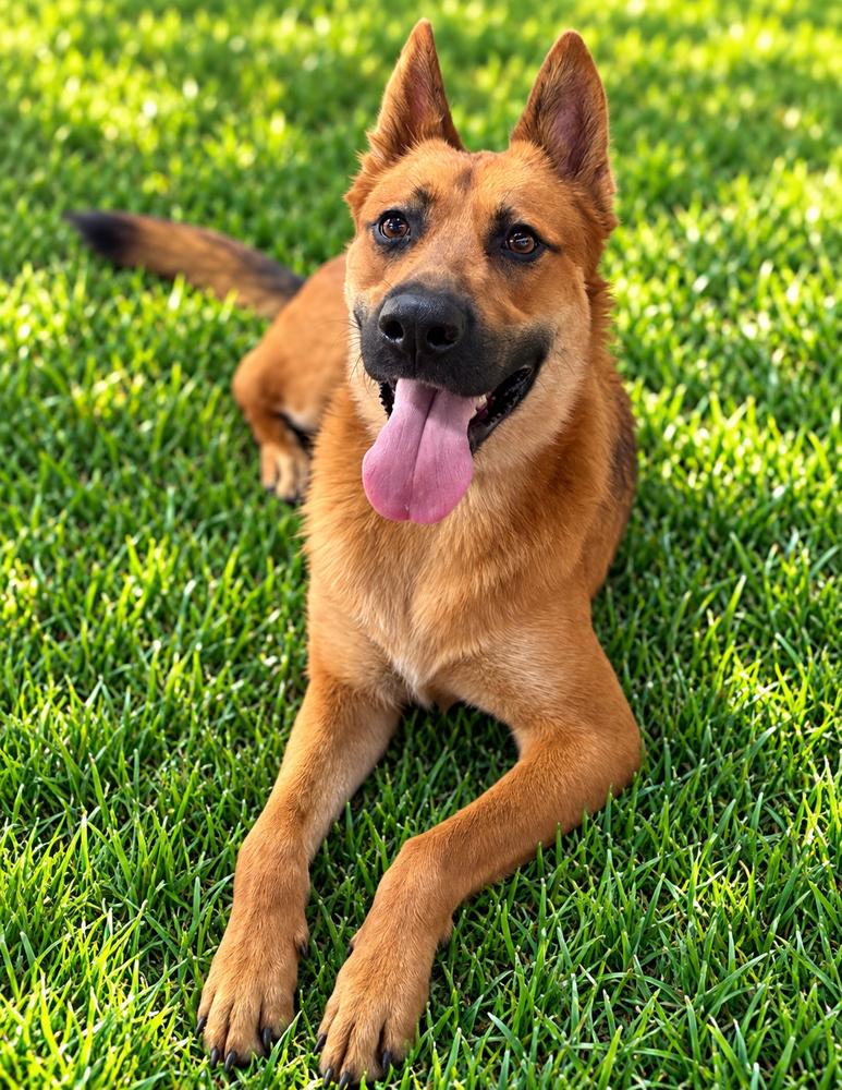 Bibee, Adoptable, Young Female Shepherd.