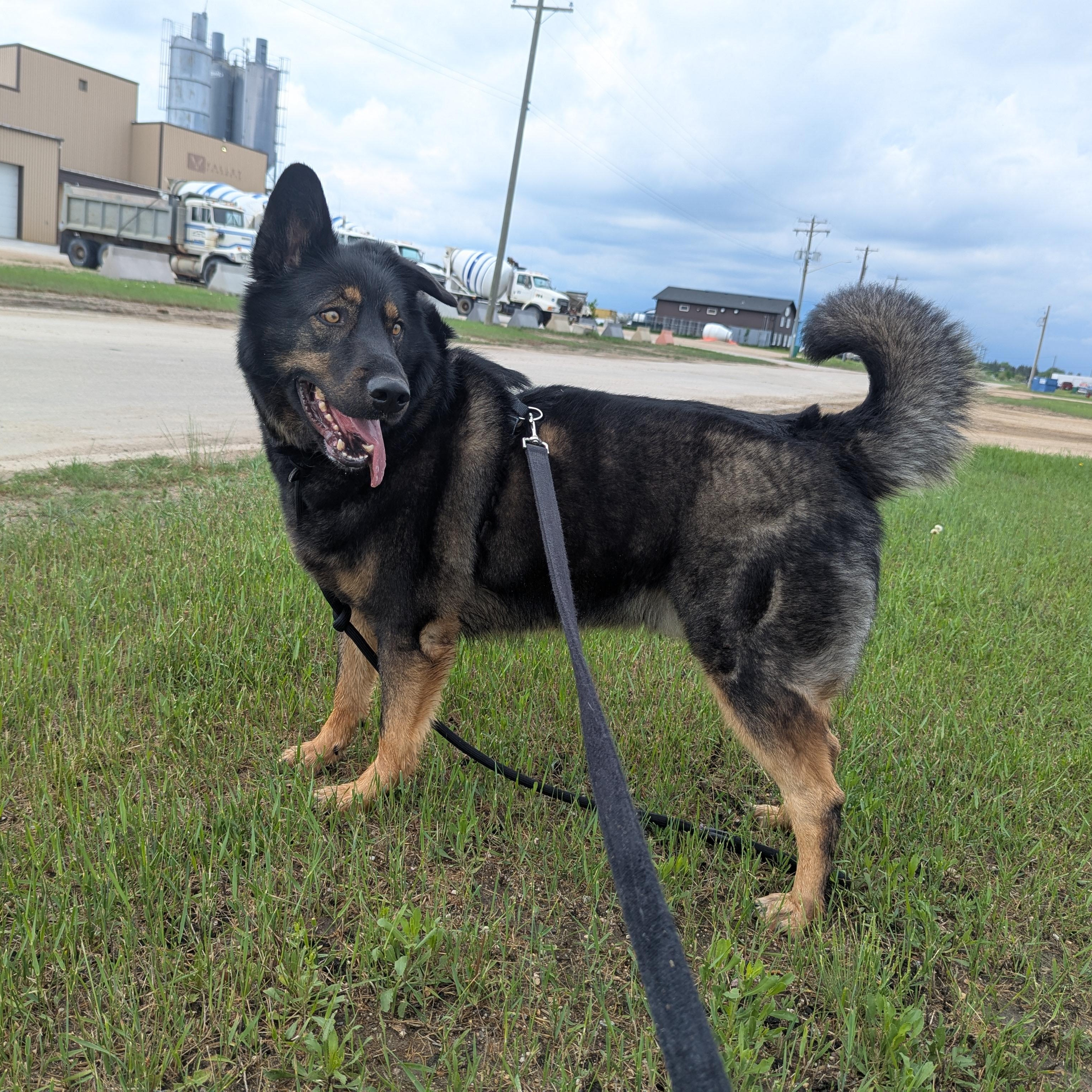 Denver, a ADOPTABLE Mixed Breed in Morden, MB image 3/4