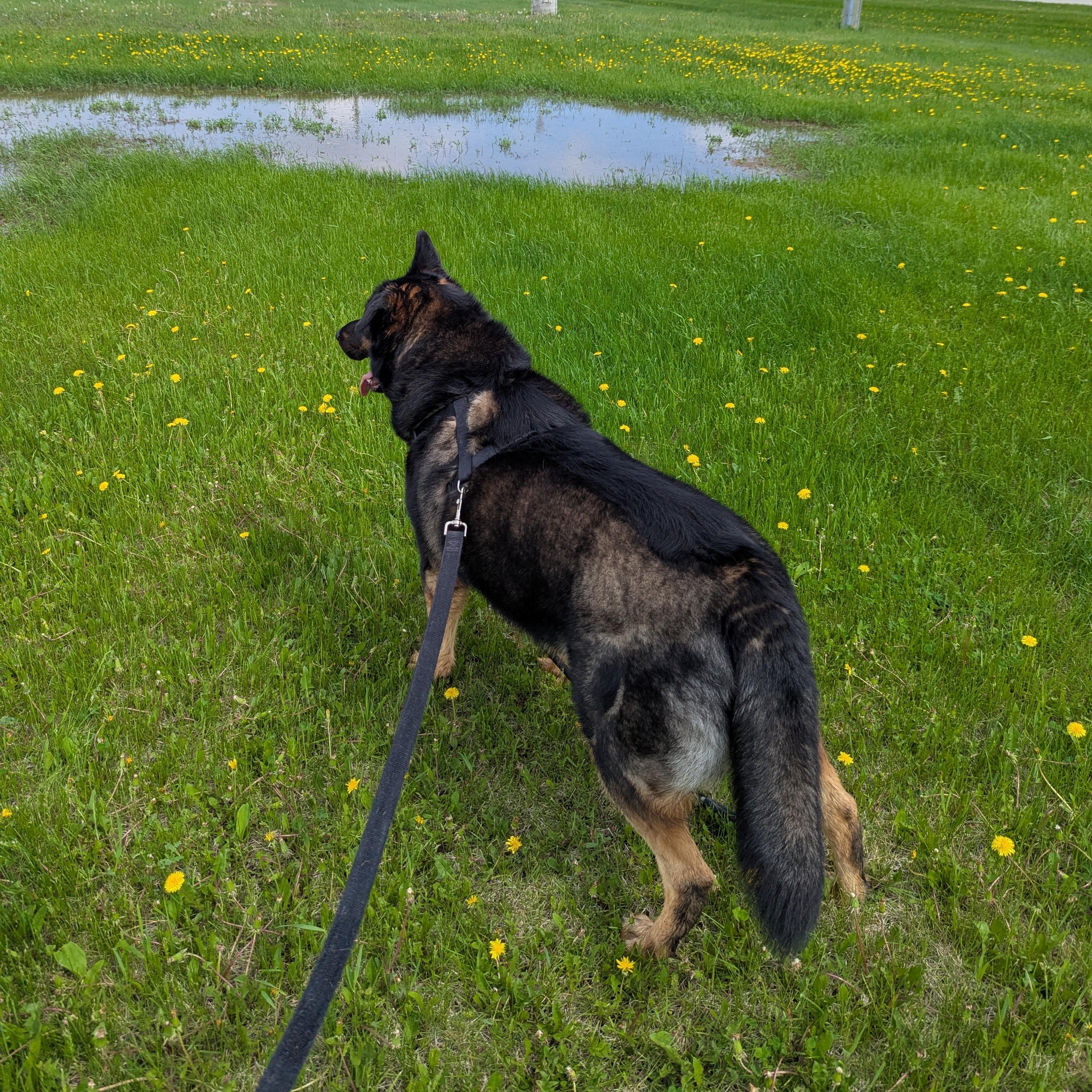 Denver, a ADOPTABLE Mixed Breed in Morden, MB image 1/4