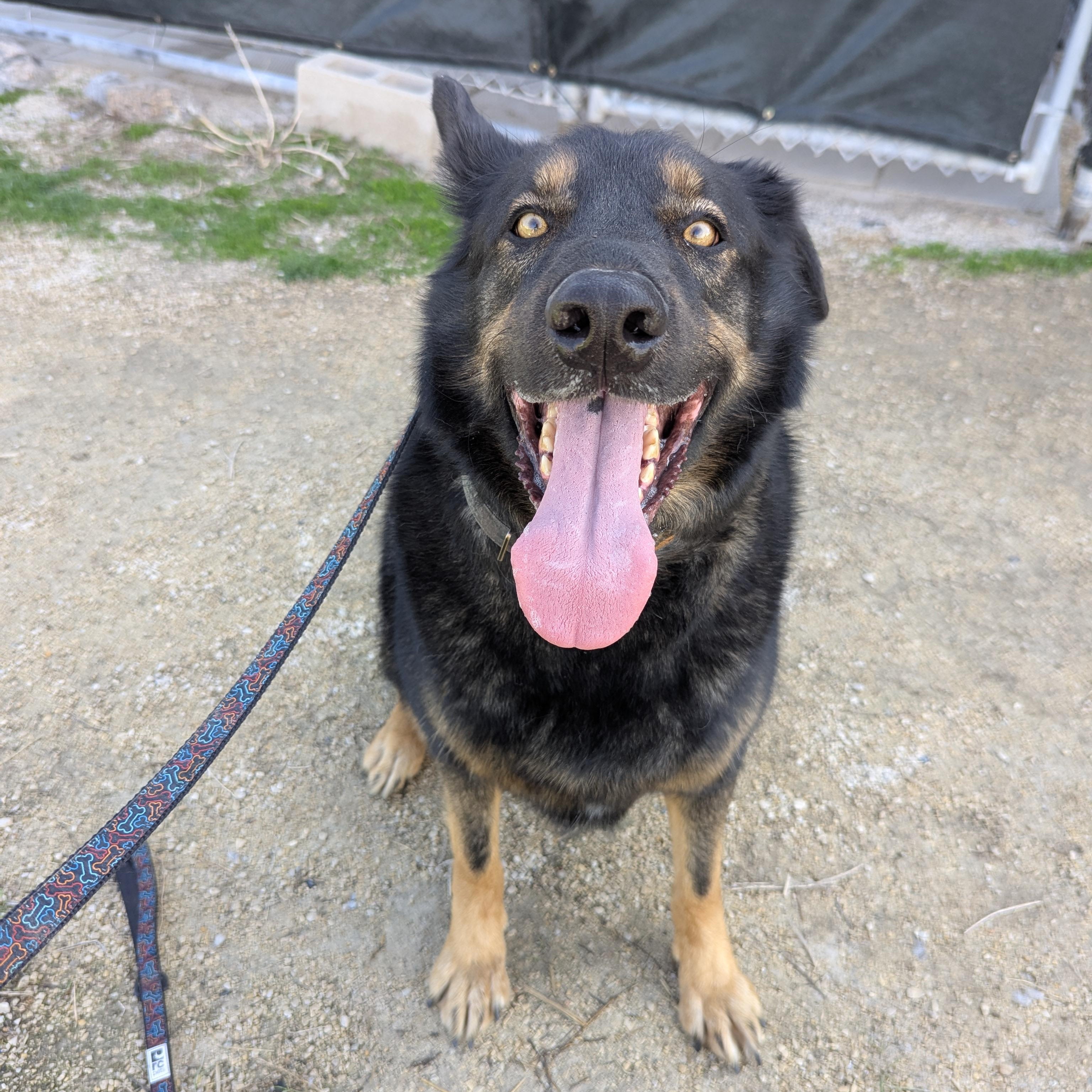 Denver, a ADOPTABLE Mixed Breed in Morden, MB image 2/4