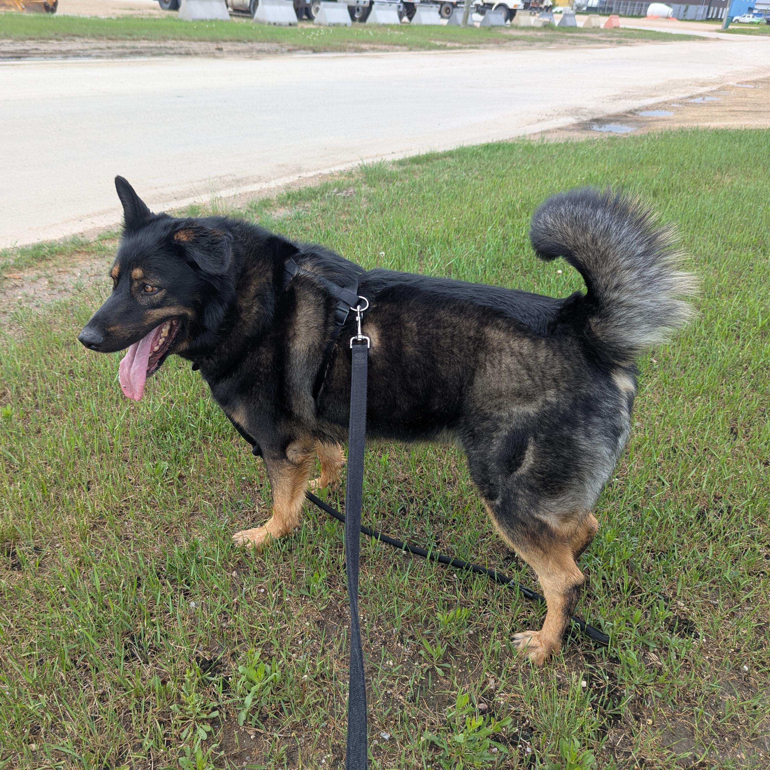 Denver, a ADOPTABLE Mixed Breed in Morden, MB image 4/4