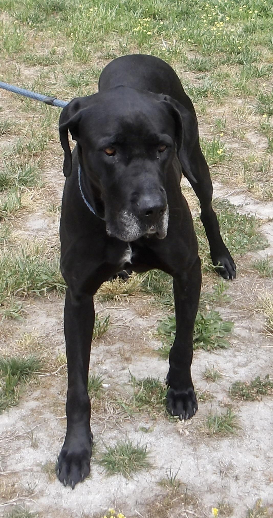 Enlarge Cherry Tree, a ADOPTABLE Great Dane in Gloucester, VA image 3/5