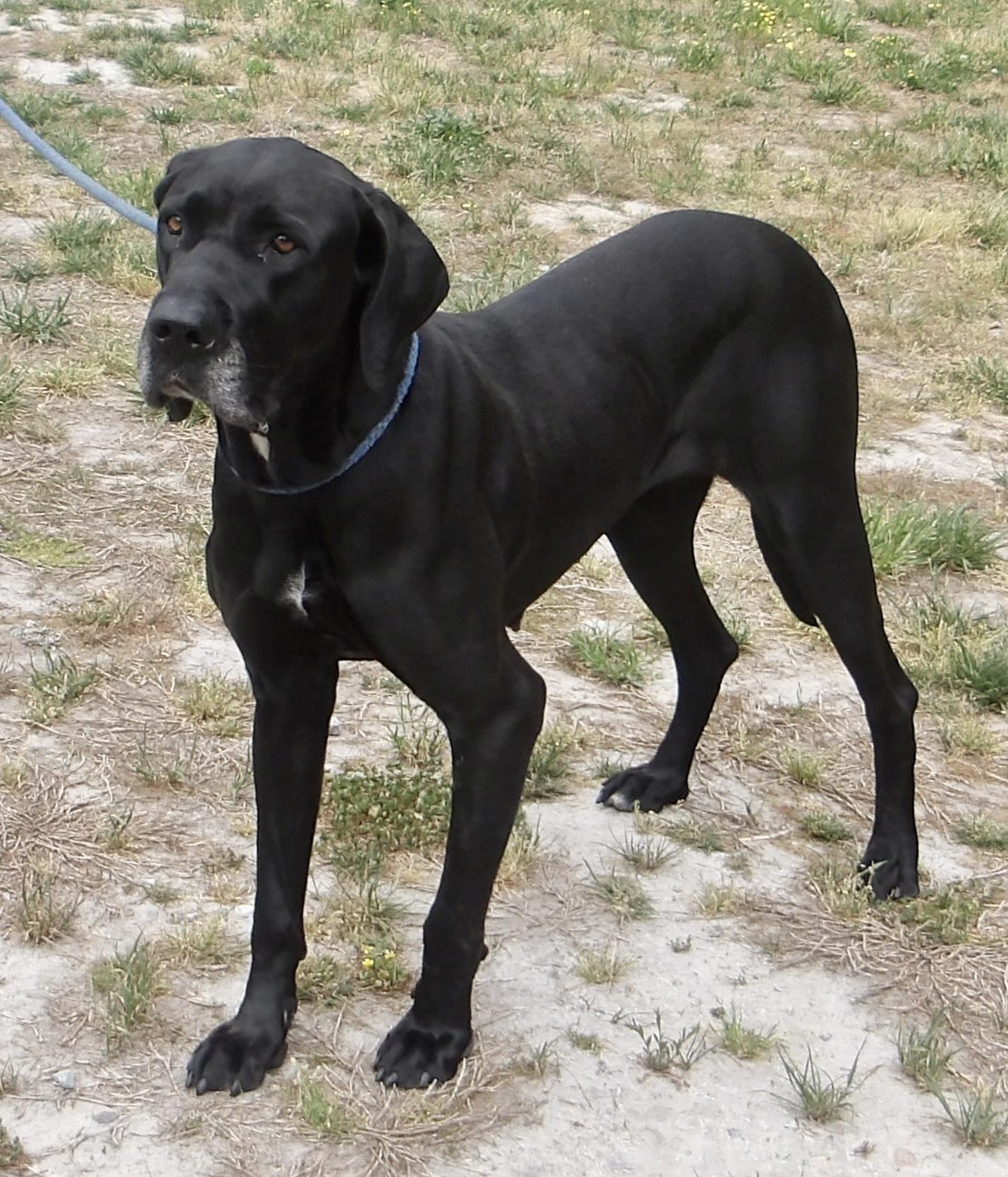 Enlarge Cherry Tree, a ADOPTABLE Great Dane in Gloucester, VA image 2/5
