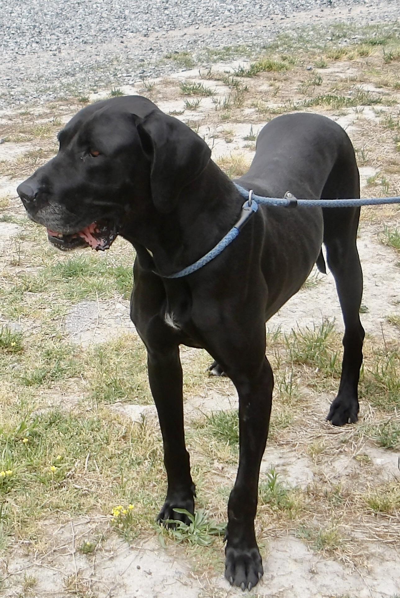 Enlarge Cherry Tree, a ADOPTABLE Great Dane in Gloucester, VA image 4/5