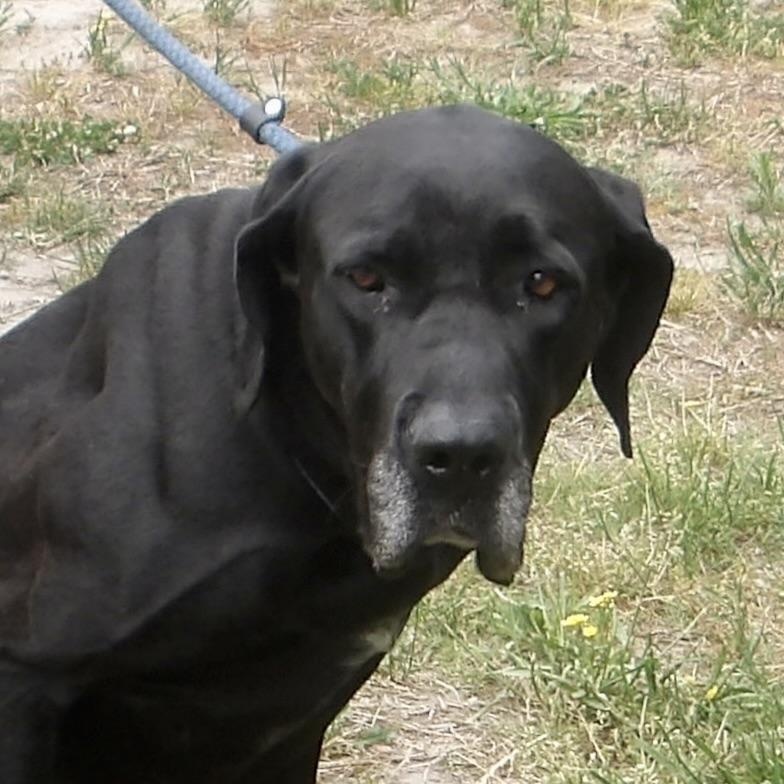 Enlarge Cherry Tree, a ADOPTABLE Great Dane in Gloucester, VA image 5/5