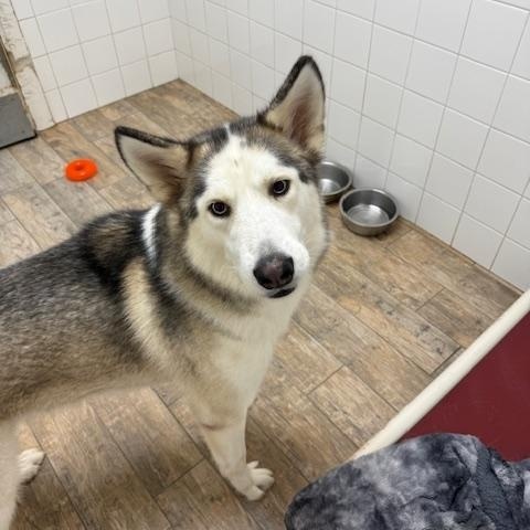 Maverick 3, a Adoptable mixed breed in Washington Court House , OH image 3/3