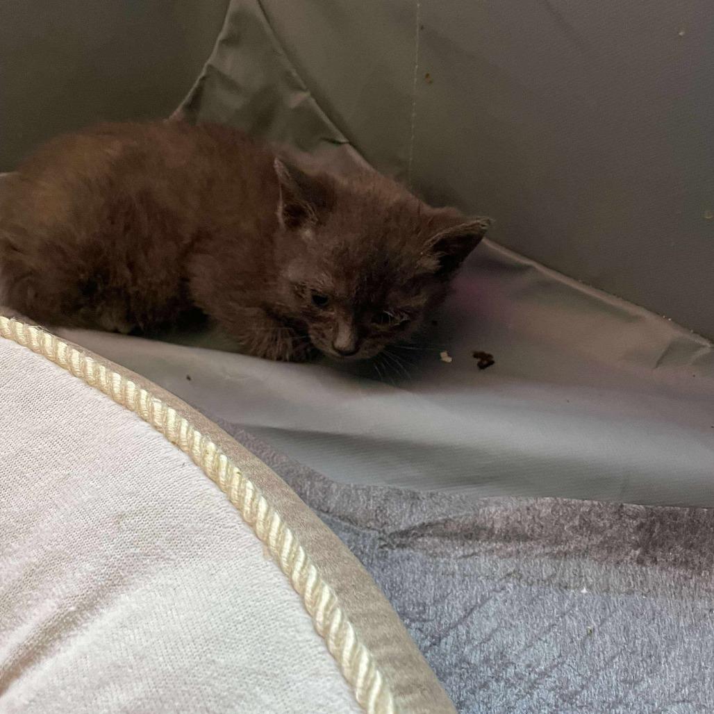 Enlarge Aubrey Miller, a Adoptable Domestic Short Hair in Woodstock, VA image 1/1