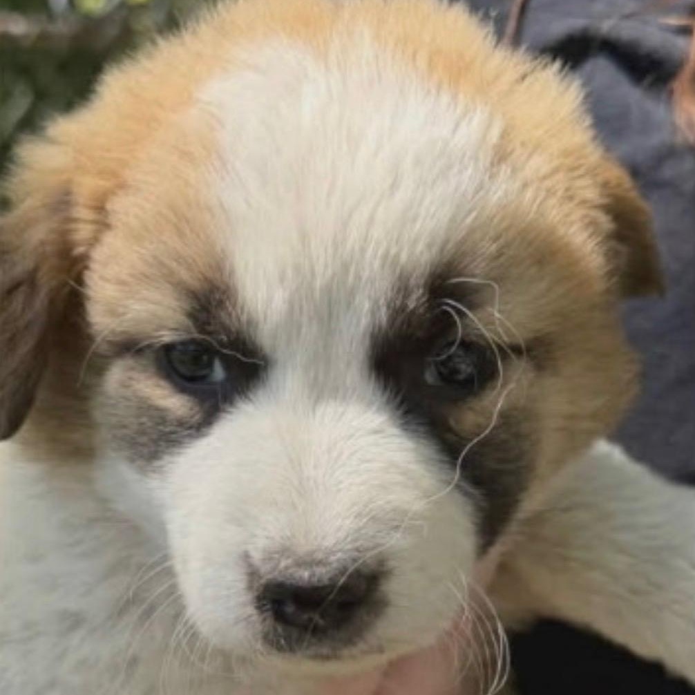 Laura, ADOPTABLE, Puppy Female Border Collie.