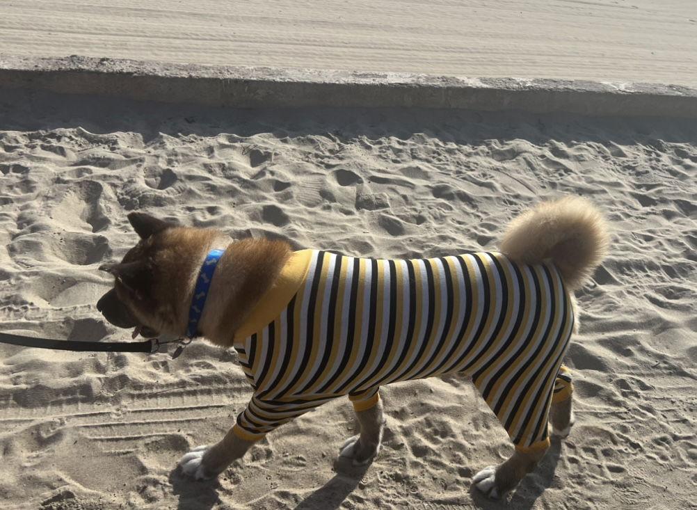 **Benji**, a Adoptable Akita in Romoland, CA image 1/3