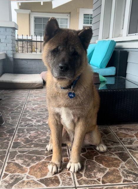 **Benji**, a Adoptable Akita in Romoland, CA image 2/3