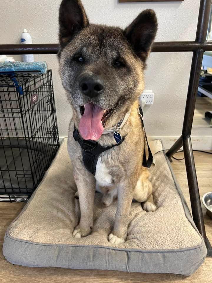 Enlarge **Benji**, a Adoptable Akita in Romoland, CA image 3/3