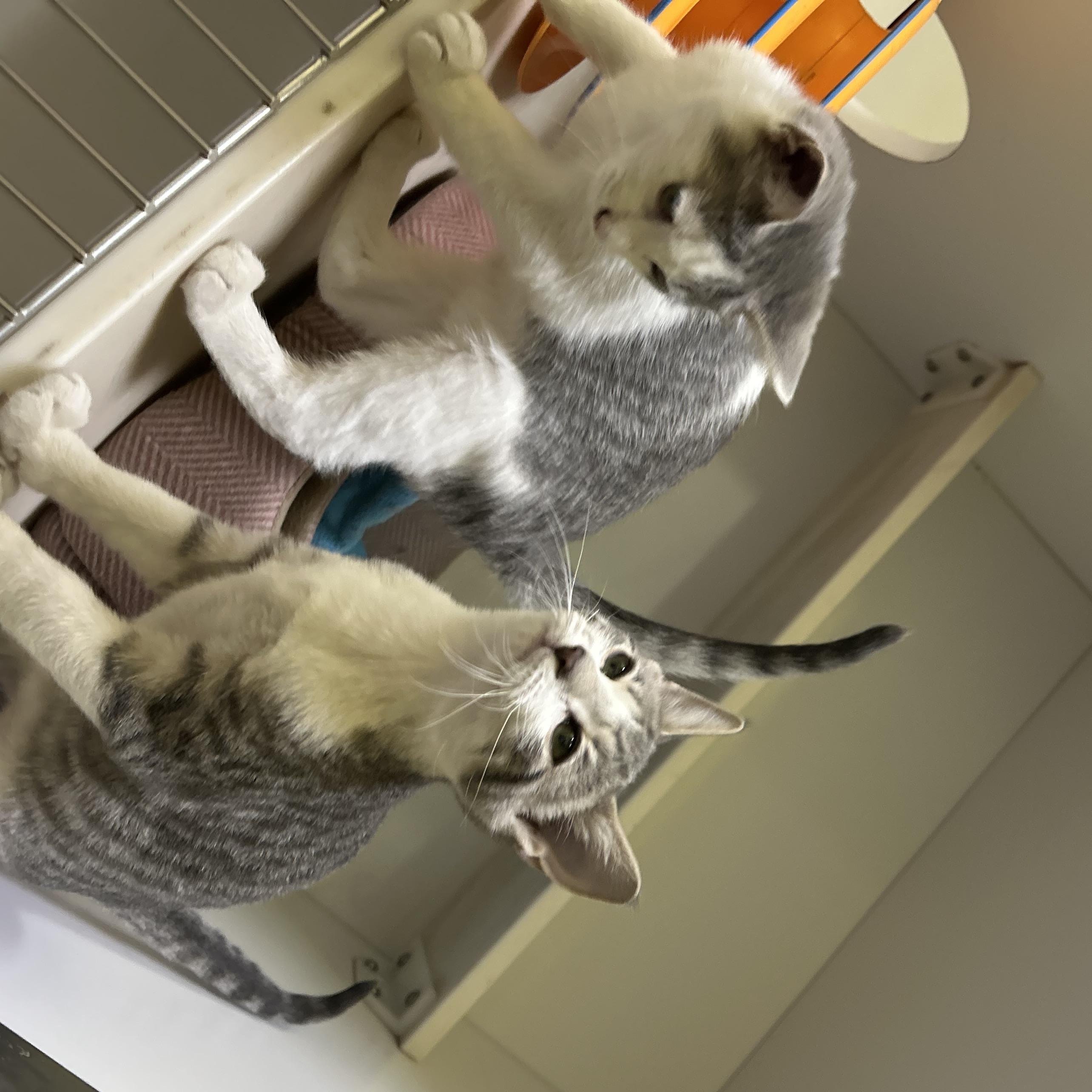 Enlarge Starlight and Astro, a Adopted Domestic Short Hair in Memphis, TN image 4/5