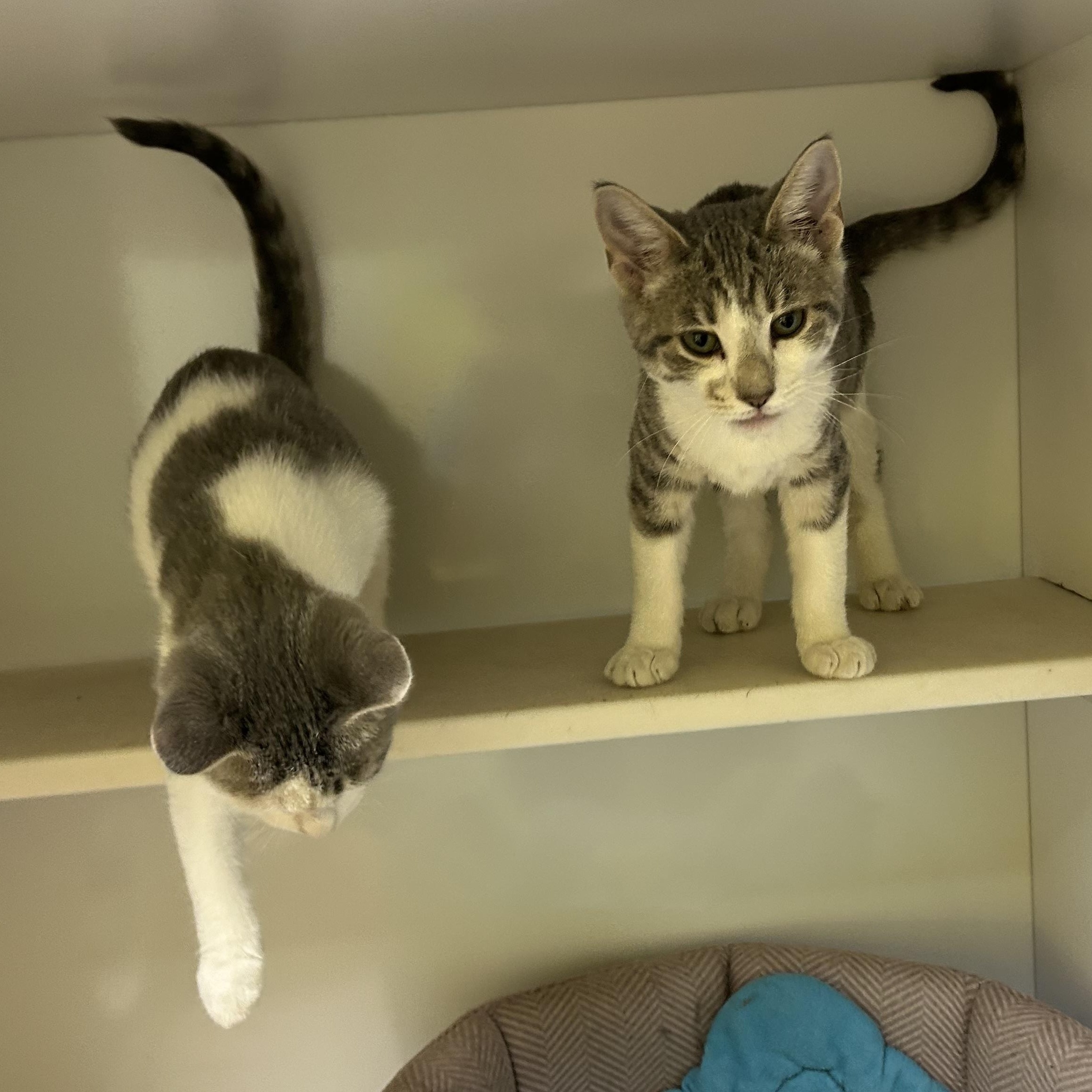 Enlarge Starlight and Astro, a Adopted Domestic Short Hair in Memphis, TN image 2/5