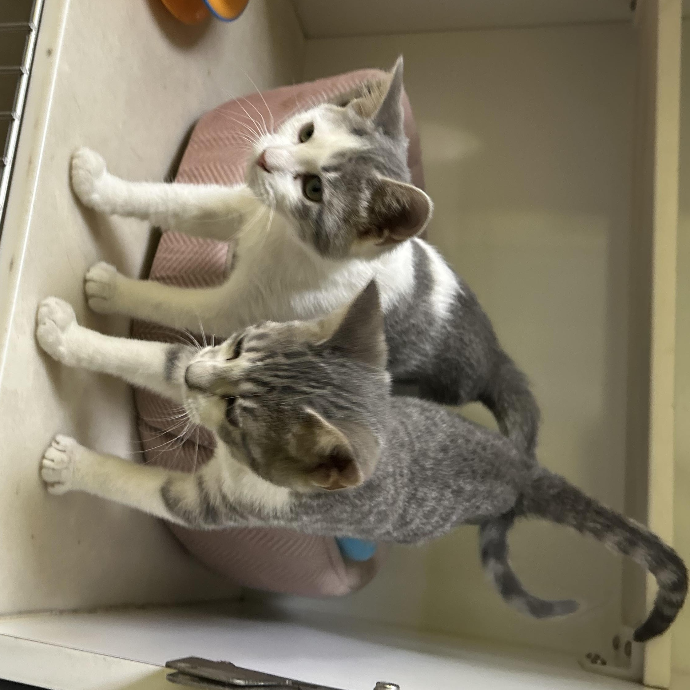 Enlarge Starlight and Astro, a Adopted Domestic Short Hair in Memphis, TN image 5/5