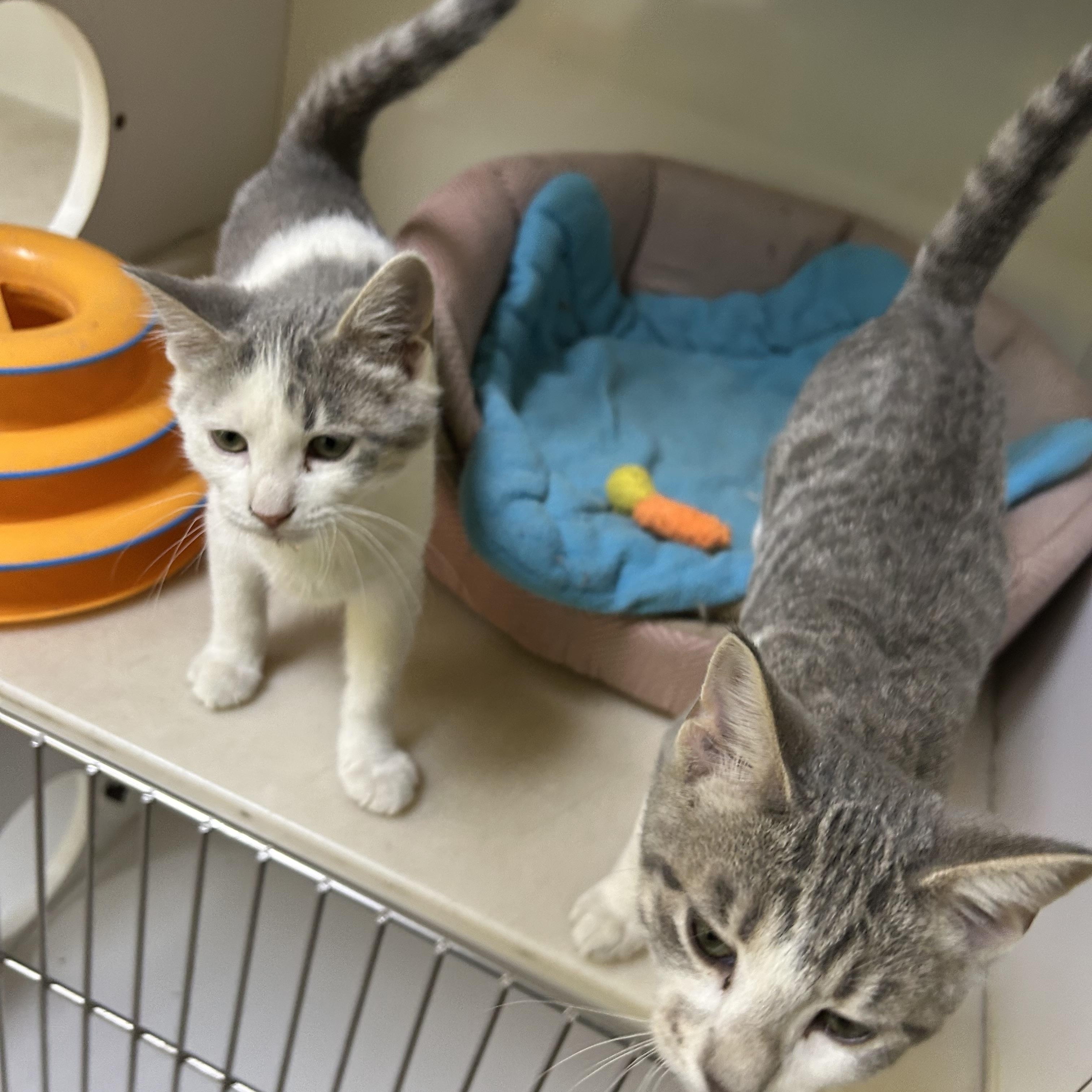 Enlarge Starlight and Astro, a Adopted Domestic Short Hair in Memphis, TN image 1/5