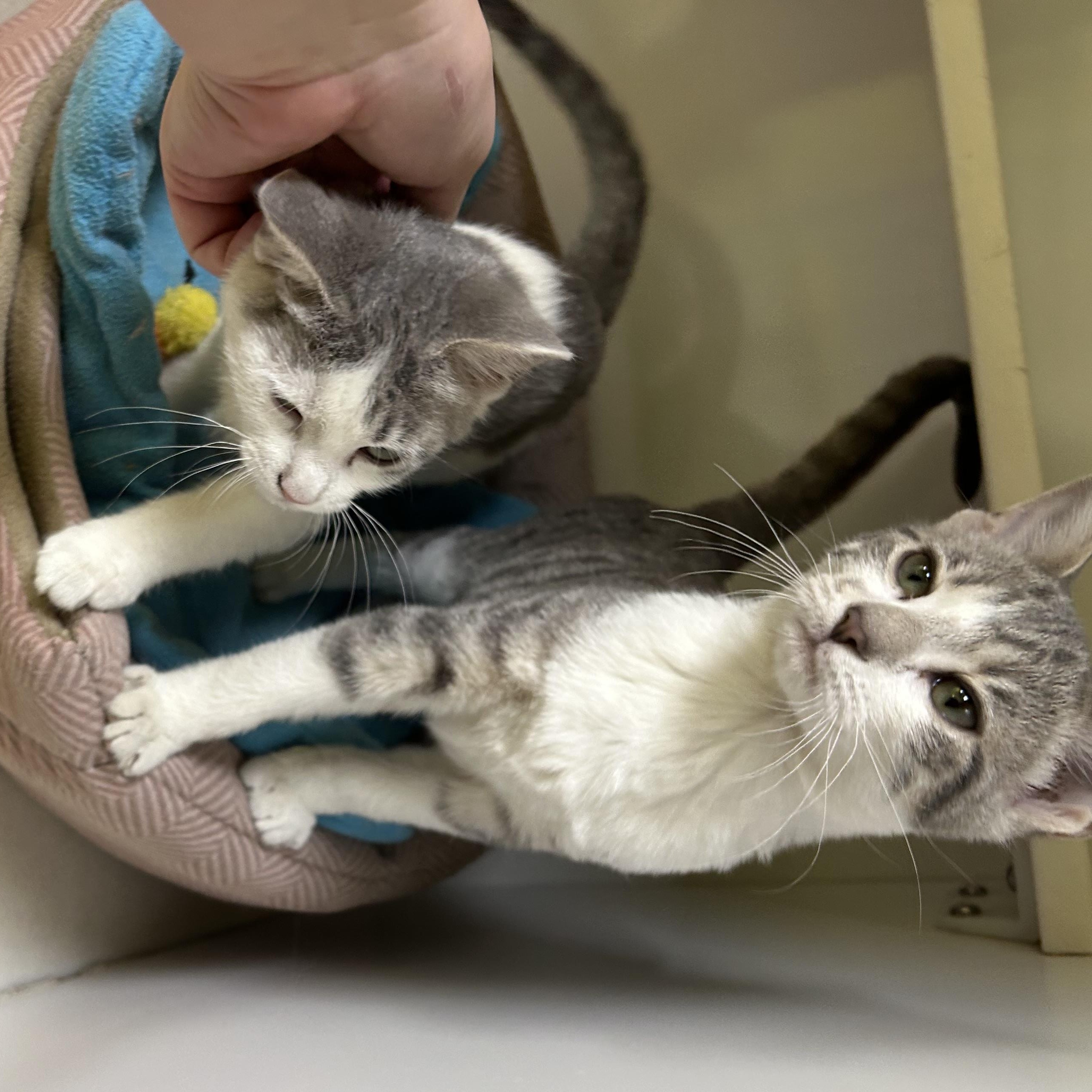 Enlarge Starlight and Astro, a Adopted Domestic Short Hair in Memphis, TN image 3/5