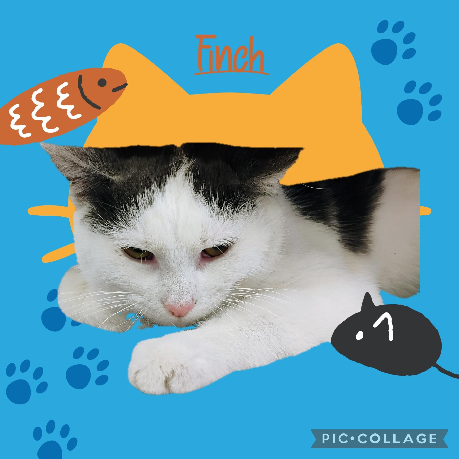 Enlarge Finch, an adoptable Domestic Short Hair in Muncie, IN image 1/1