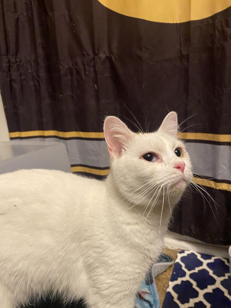 Enlarge Pete, a Adoptable Domestic Short Hair in Clarksville, TN image 1/5