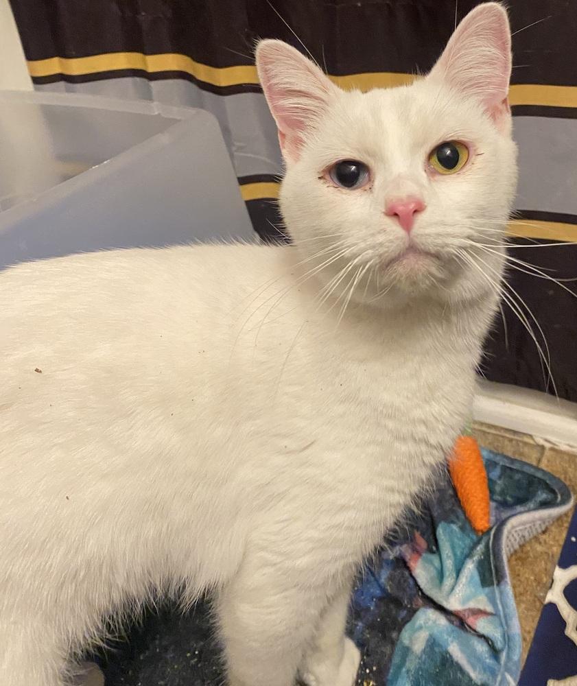 Enlarge Pete, a Adoptable Domestic Short Hair in Clarksville, TN image 3/5