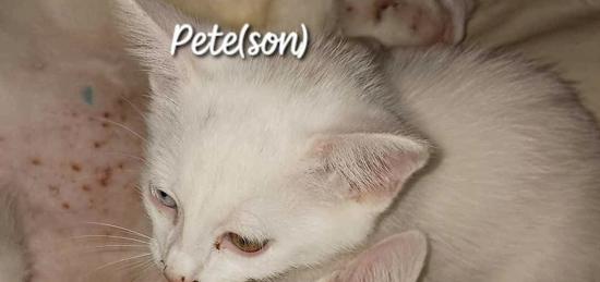 Enlarge Pete, a Adoptable Domestic Short Hair in Clarksville, TN image 4/5