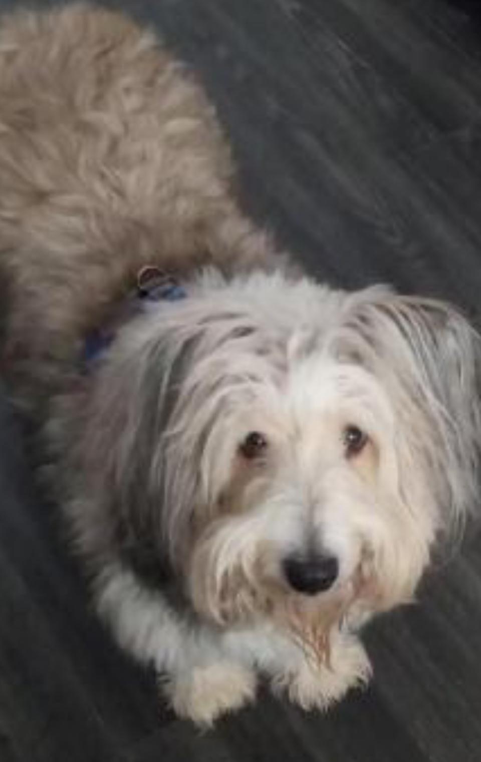 Brodie, ADOPTABLE, Young Male Shetland Sheepdog / Sheltie & Irish Terrier.