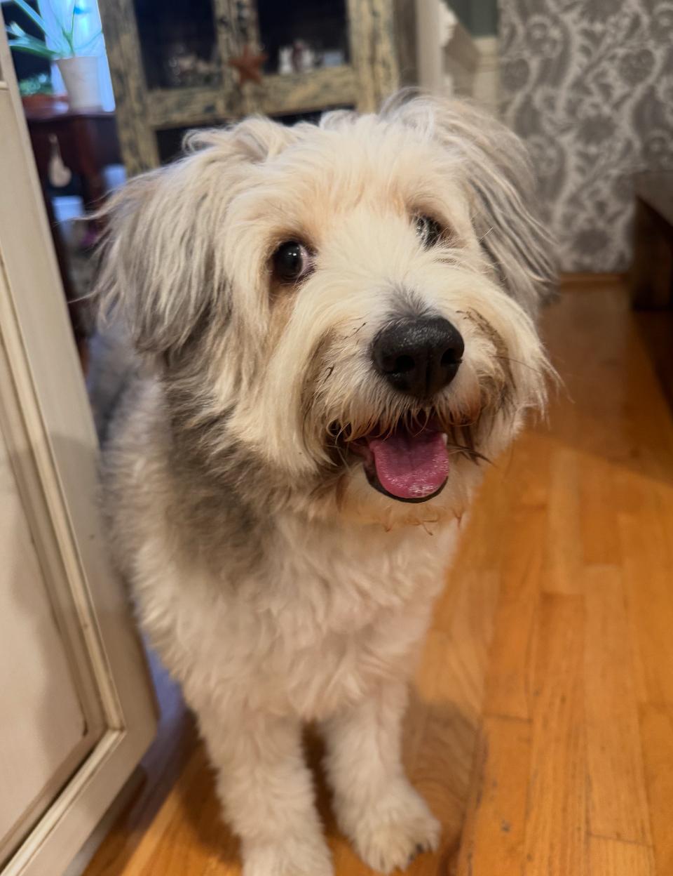 Enlarge Brodie, a ADOPTABLE mixed breed in Cary, NC image 3/3