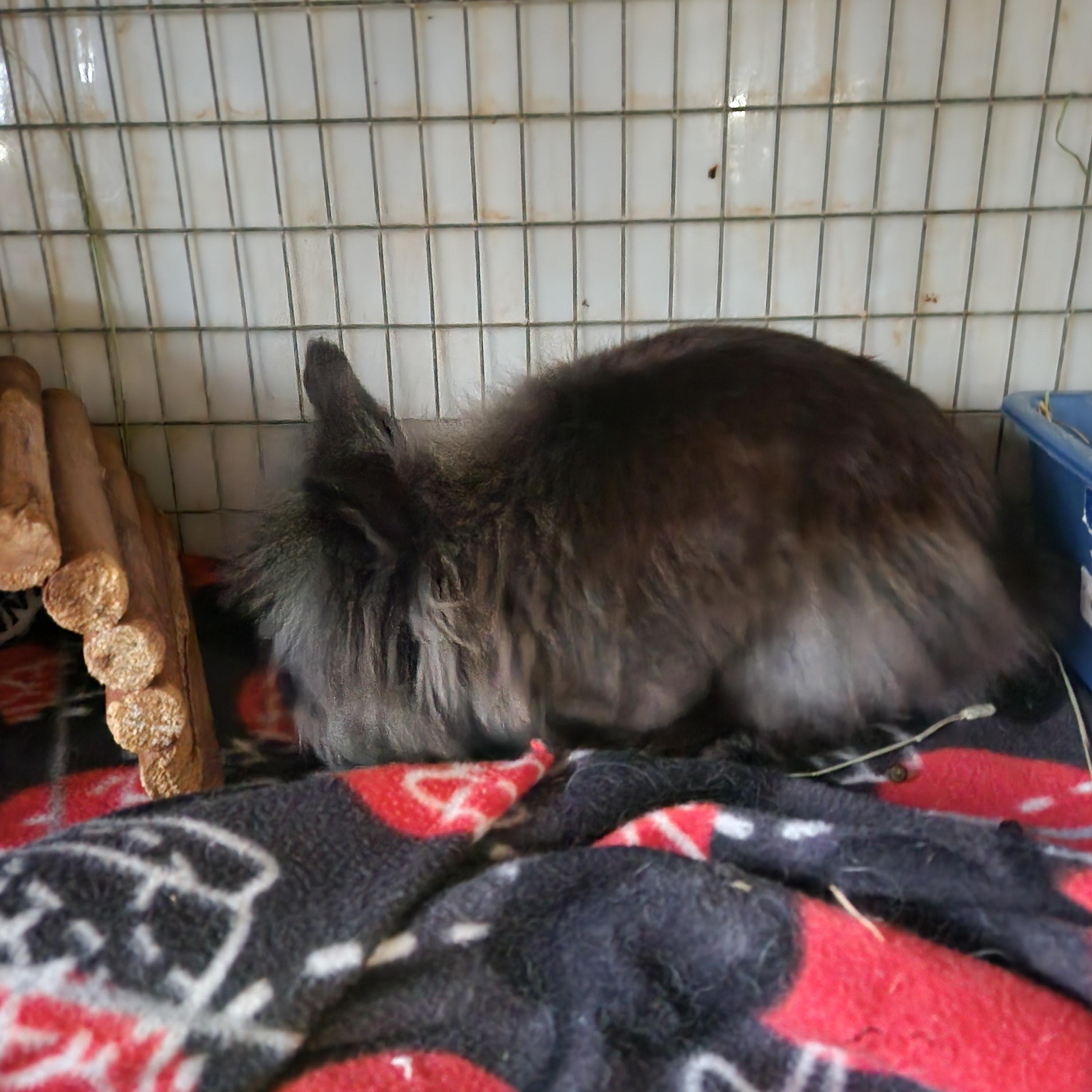 Enlarge Teddy, a Adoptable Jersey Wooly in Gig Harbor, WA image 4/5