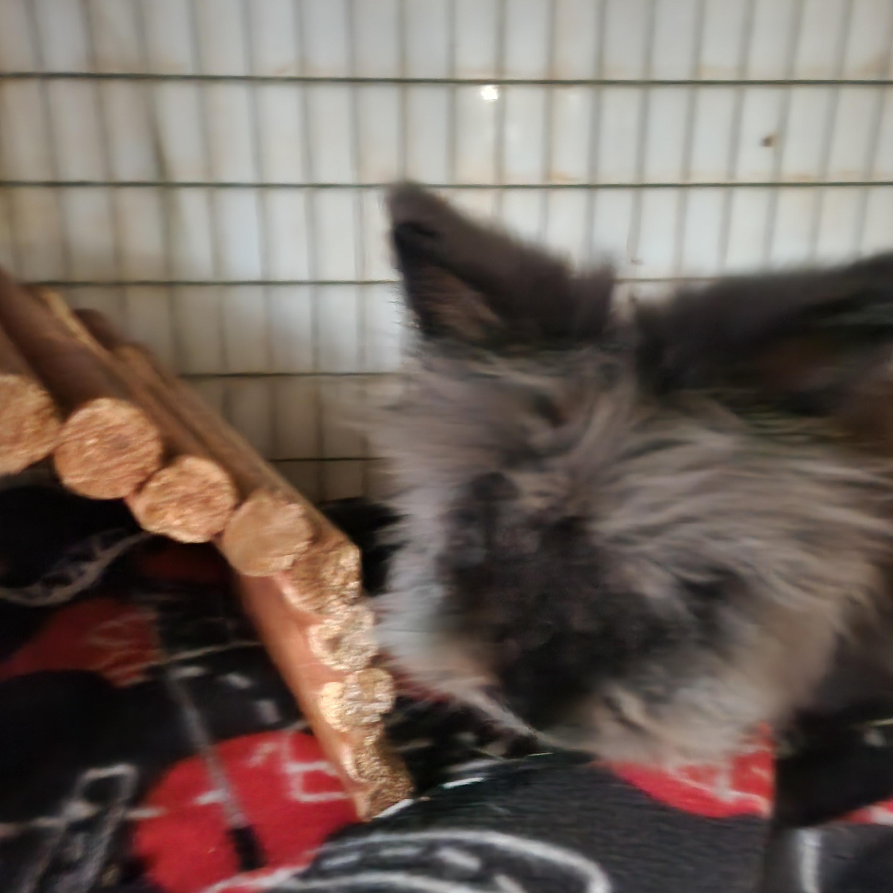 Enlarge Teddy, a Adoptable Jersey Wooly in Gig Harbor, WA image 5/5