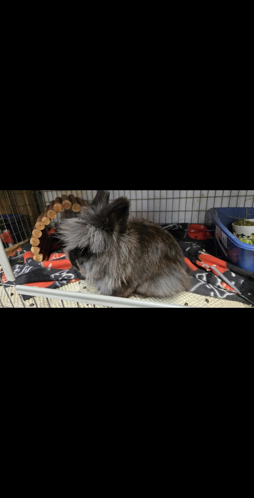 Enlarge Teddy, a Adoptable Jersey Wooly in Gig Harbor, WA image 3/5