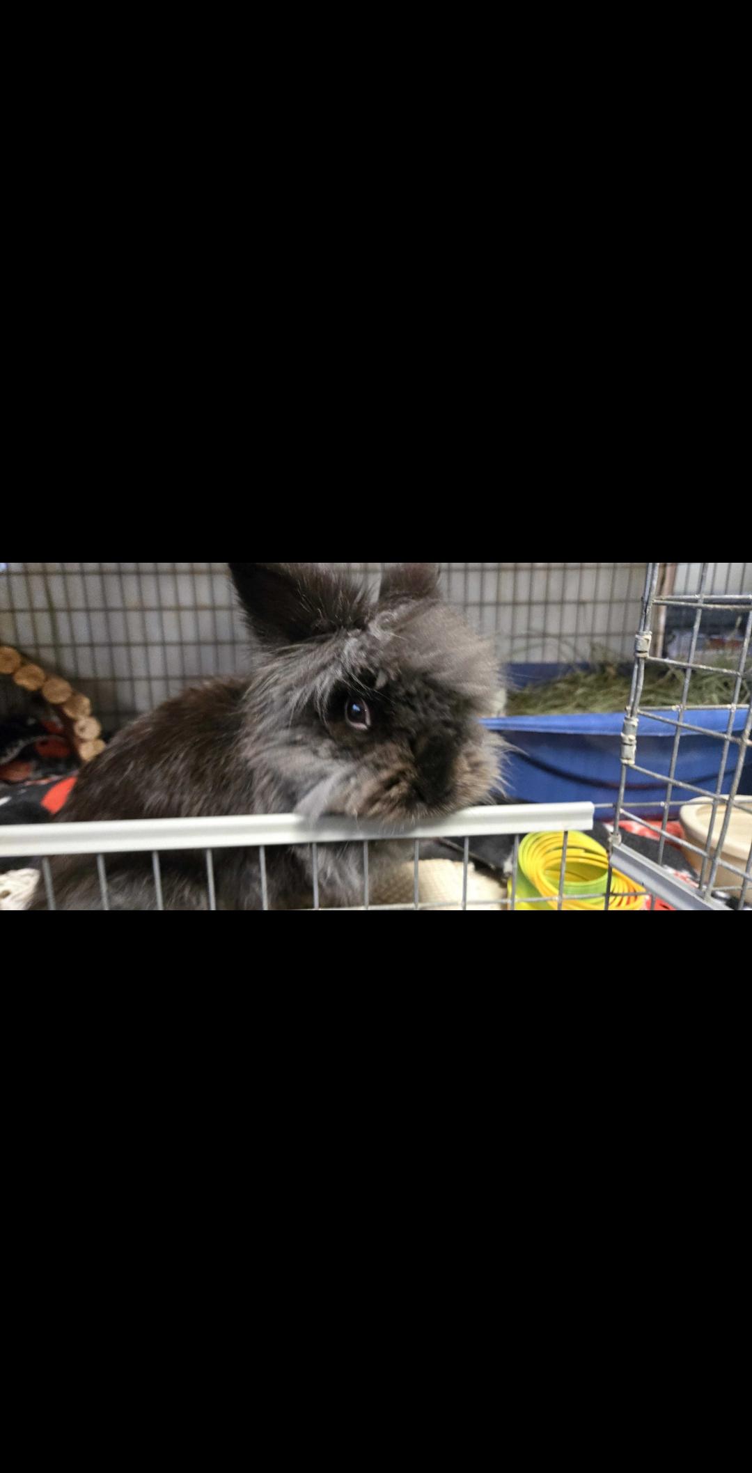 Enlarge Teddy, a Adoptable Jersey Wooly in Gig Harbor, WA image 2/5