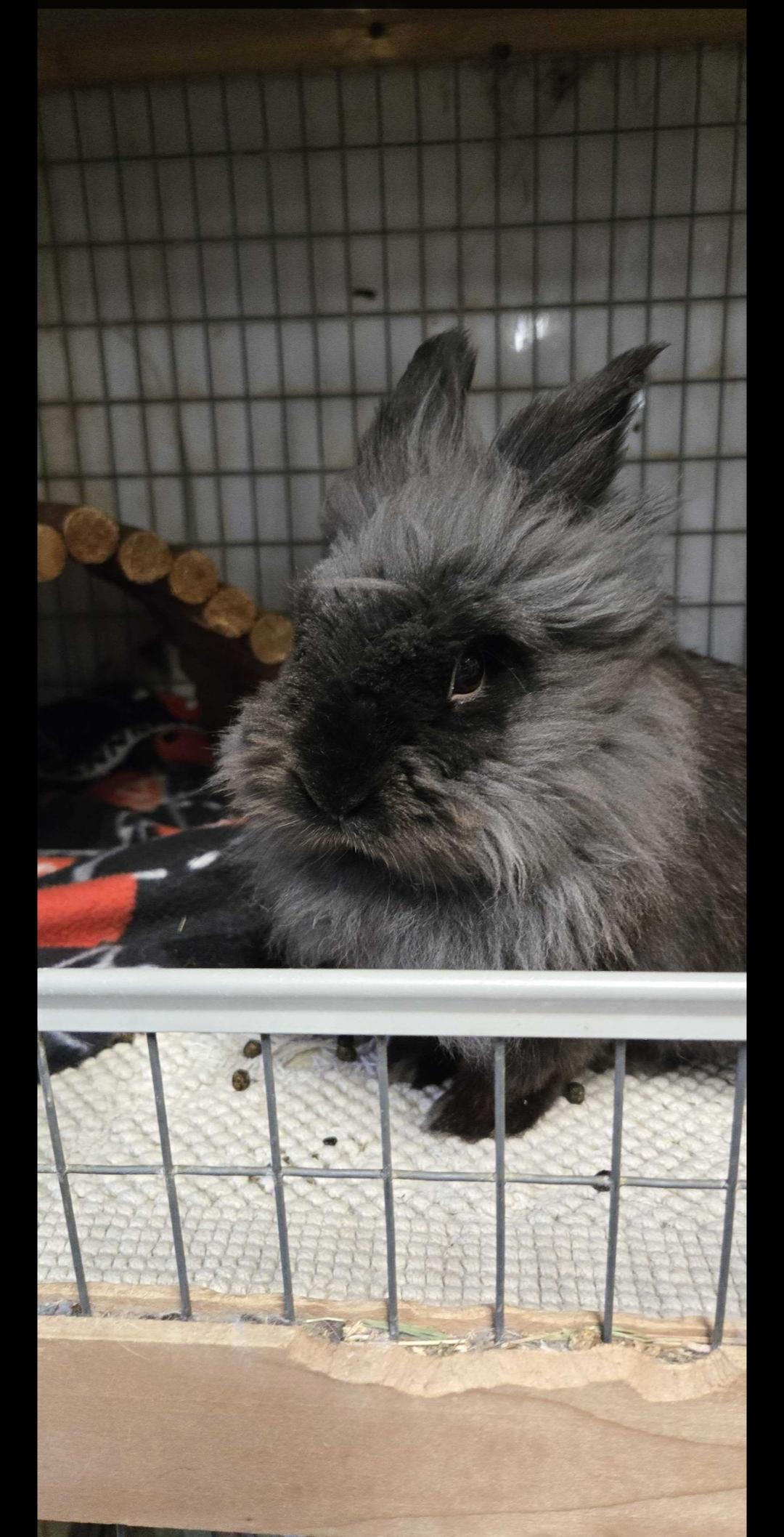 Rabbit for adoption - Teddy, a Jersey Wooly in Gig Harbor, WA | Petfinder