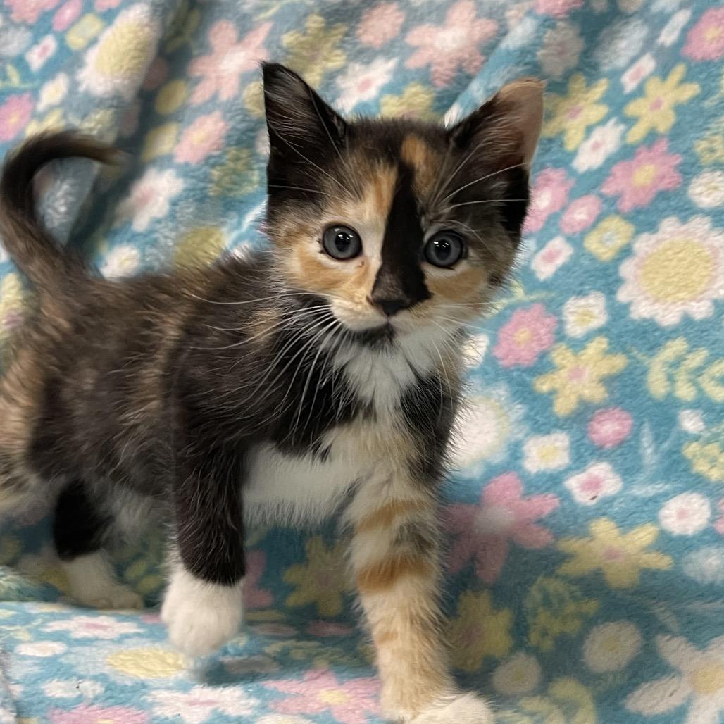 Enlarge POLLYWOG, an adopted Calico in Graham, WA image 2/3