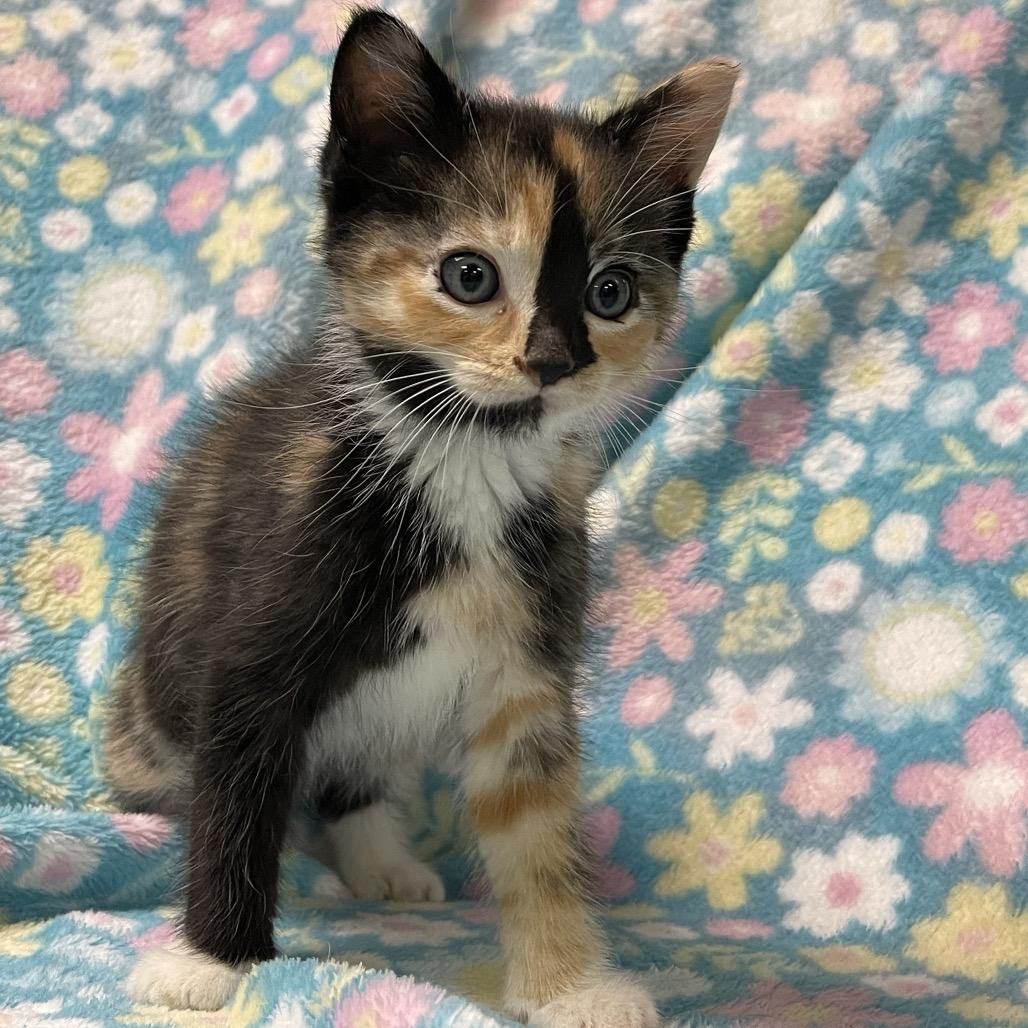 Enlarge POLLYWOG, an adopted Calico in Graham, WA image 3/3