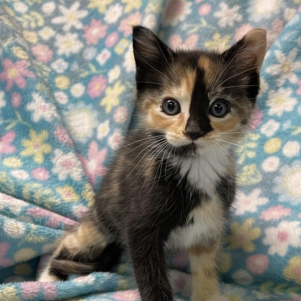 Enlarge POLLYWOG, an adopted Calico in Graham, WA image 1/3
