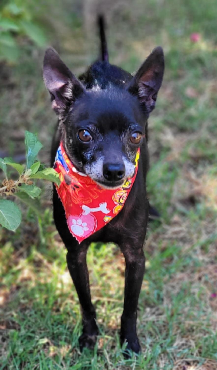 Enlarge Scott, a Adoptable Chihuahua in Vernon, TX image 1/1