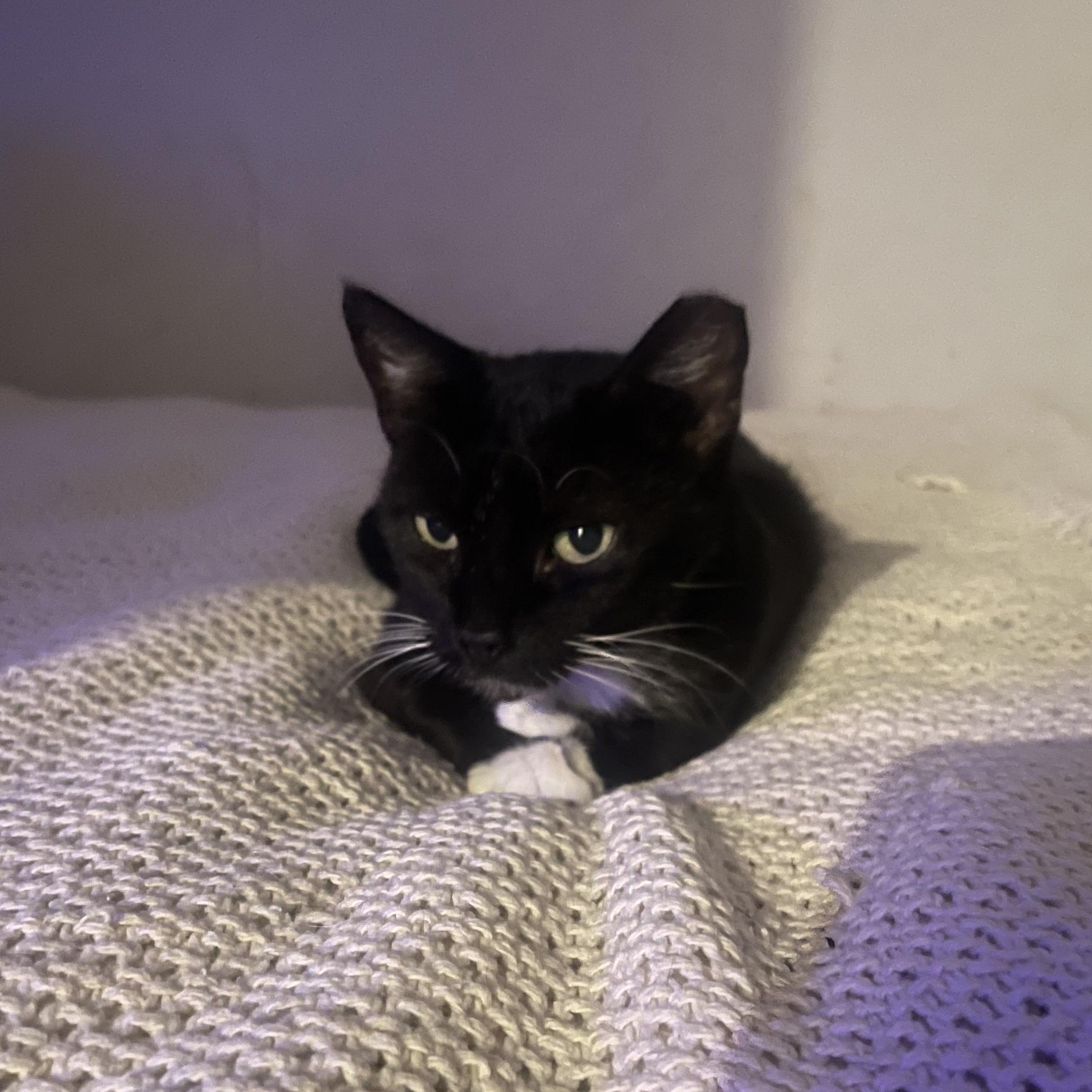 Bela, Adoptable, Senior Female Tuxedo.