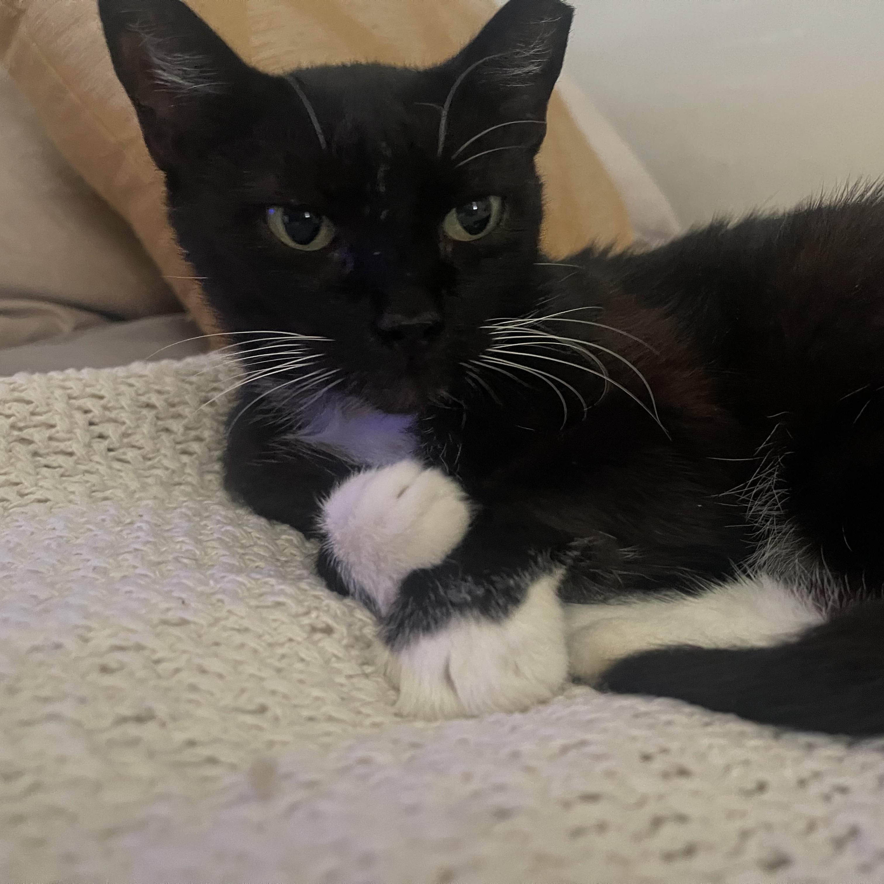 Enlarge Bela, a Adoptable Tuxedo in Miami, FL image 2/4