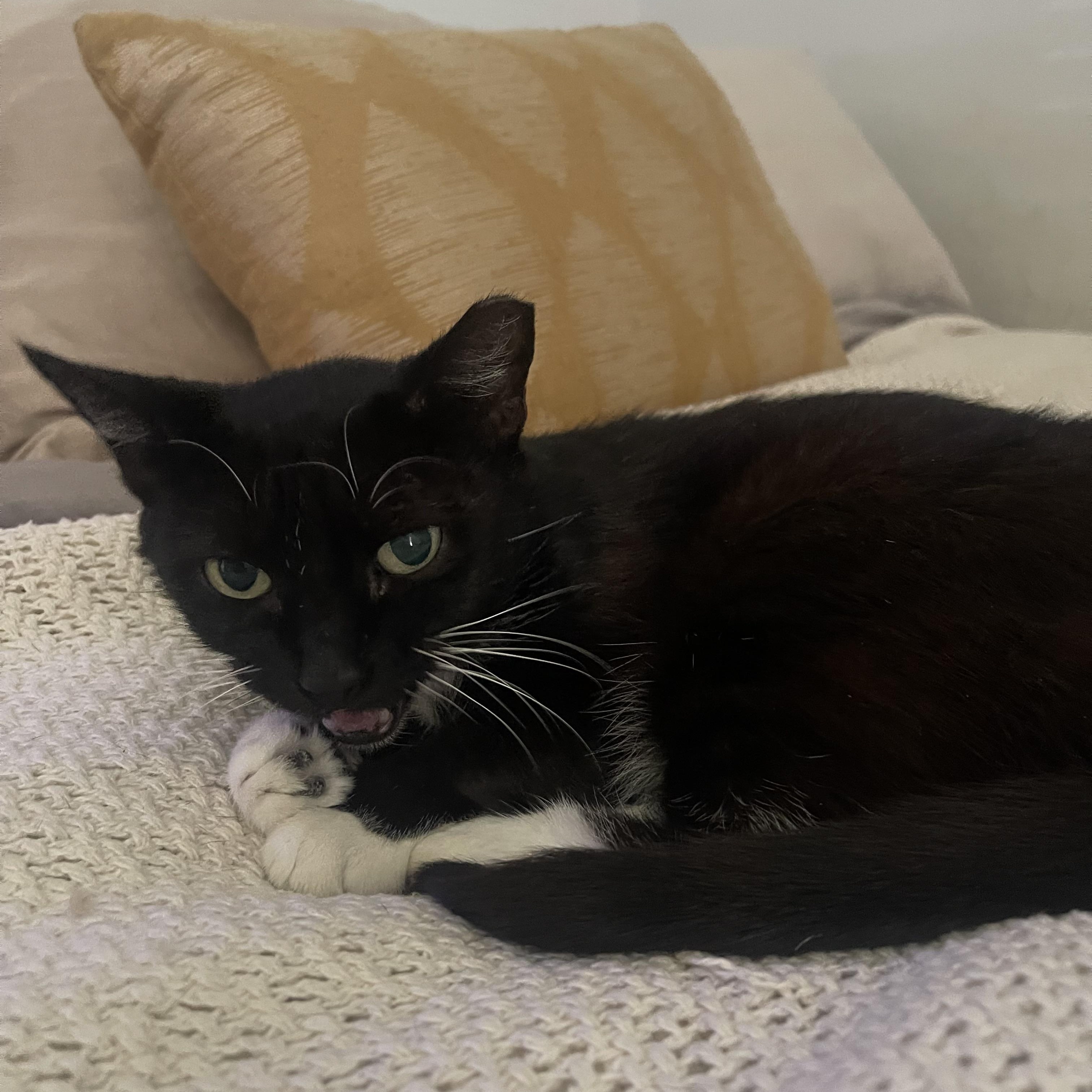 Enlarge Bela, a Adoptable Tuxedo in Miami, FL image 3/4