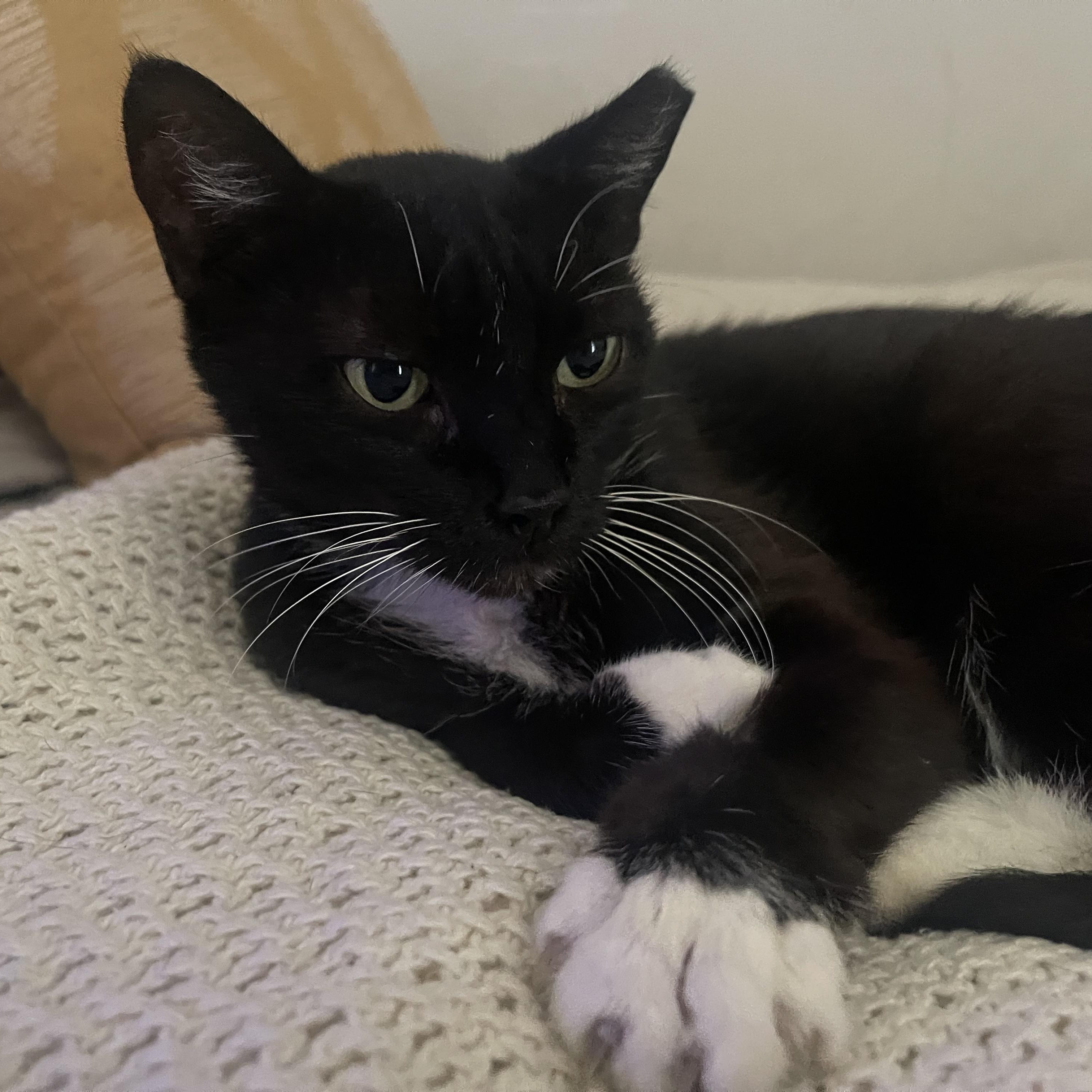 Enlarge Bela, a Adoptable Tuxedo in Miami, FL image 4/4