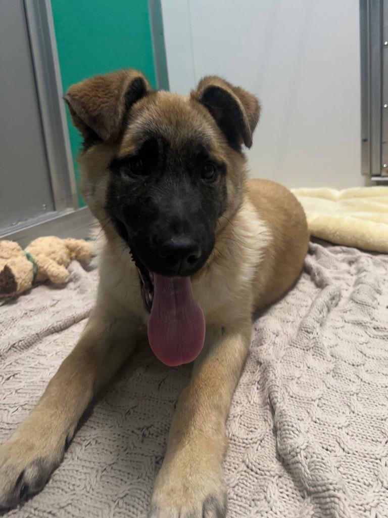 Enlarge Banana, a Adoptable mixed breed in Yellowknife, NT image 1/1