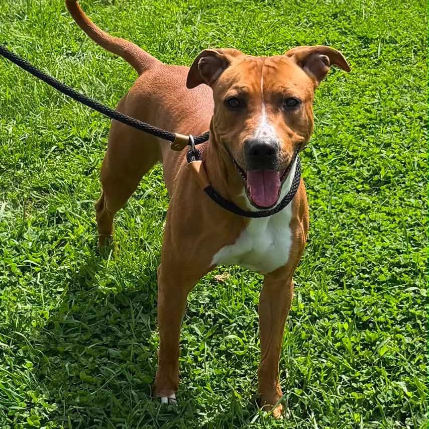 Enlarge Hannah, a Adoptable mixed breed in Washington, PA image 1/1