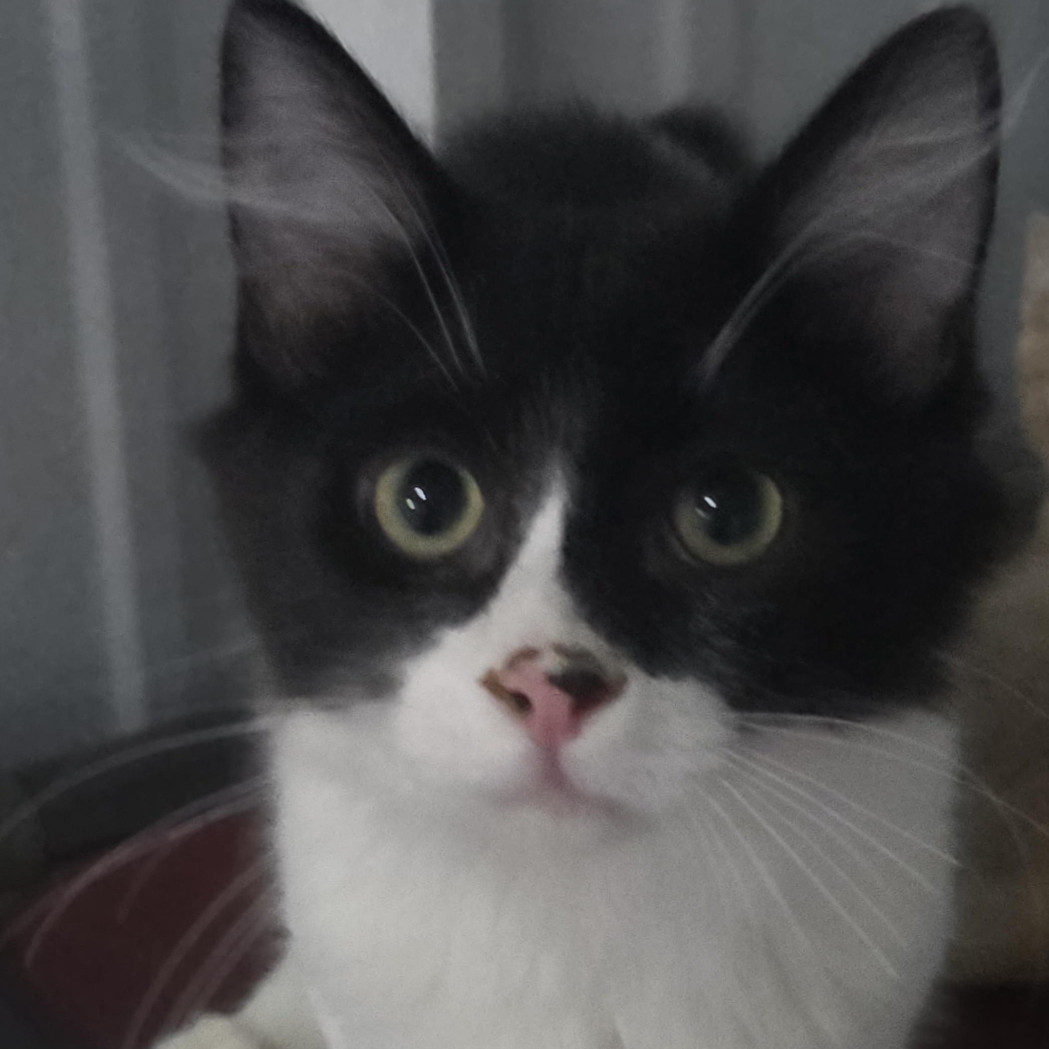 Bobcat, an adopted Domestic Medium Hair in SNOW HILL, NC image 2/2