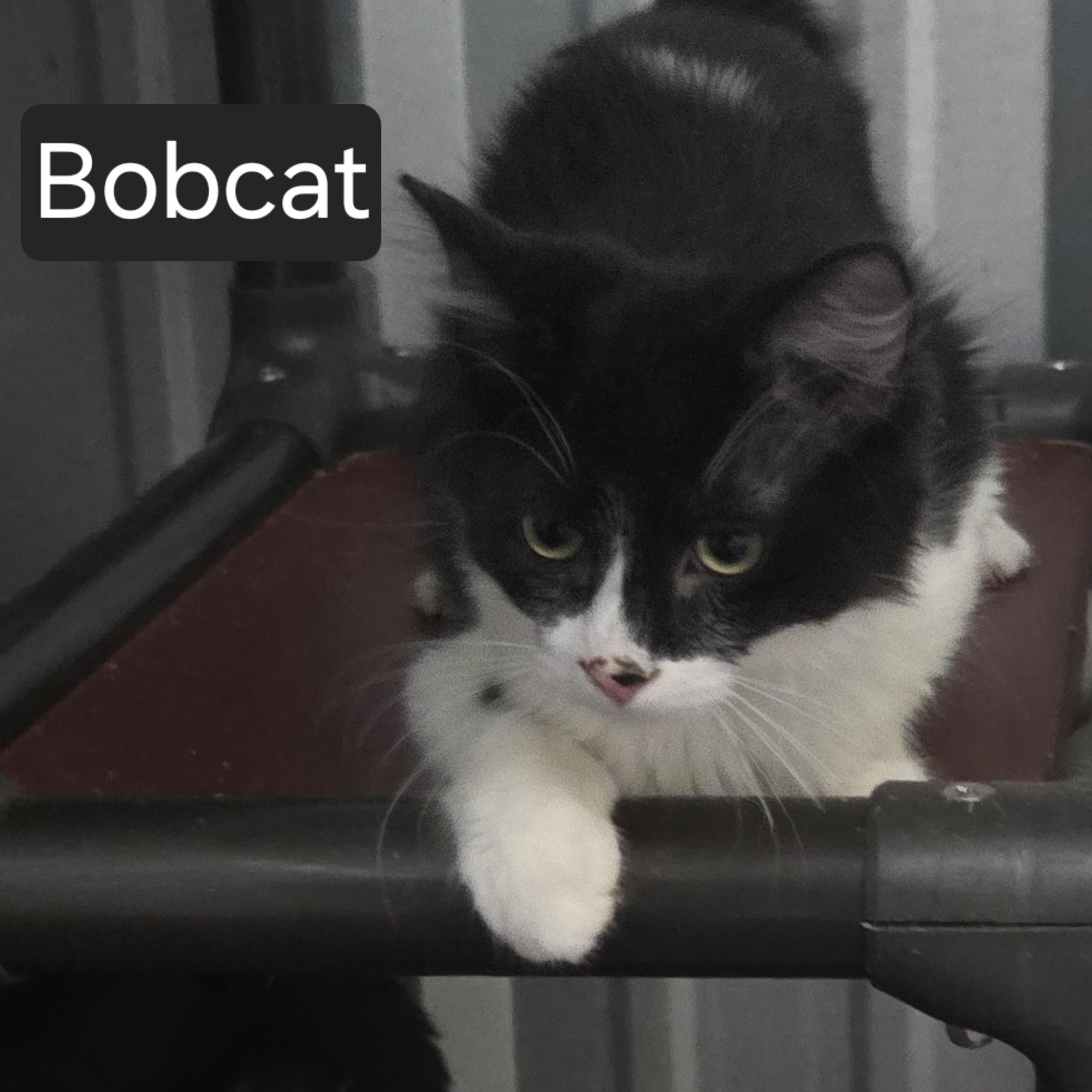 Bobcat, adopted, Young Male Domestic Medium Hair.
