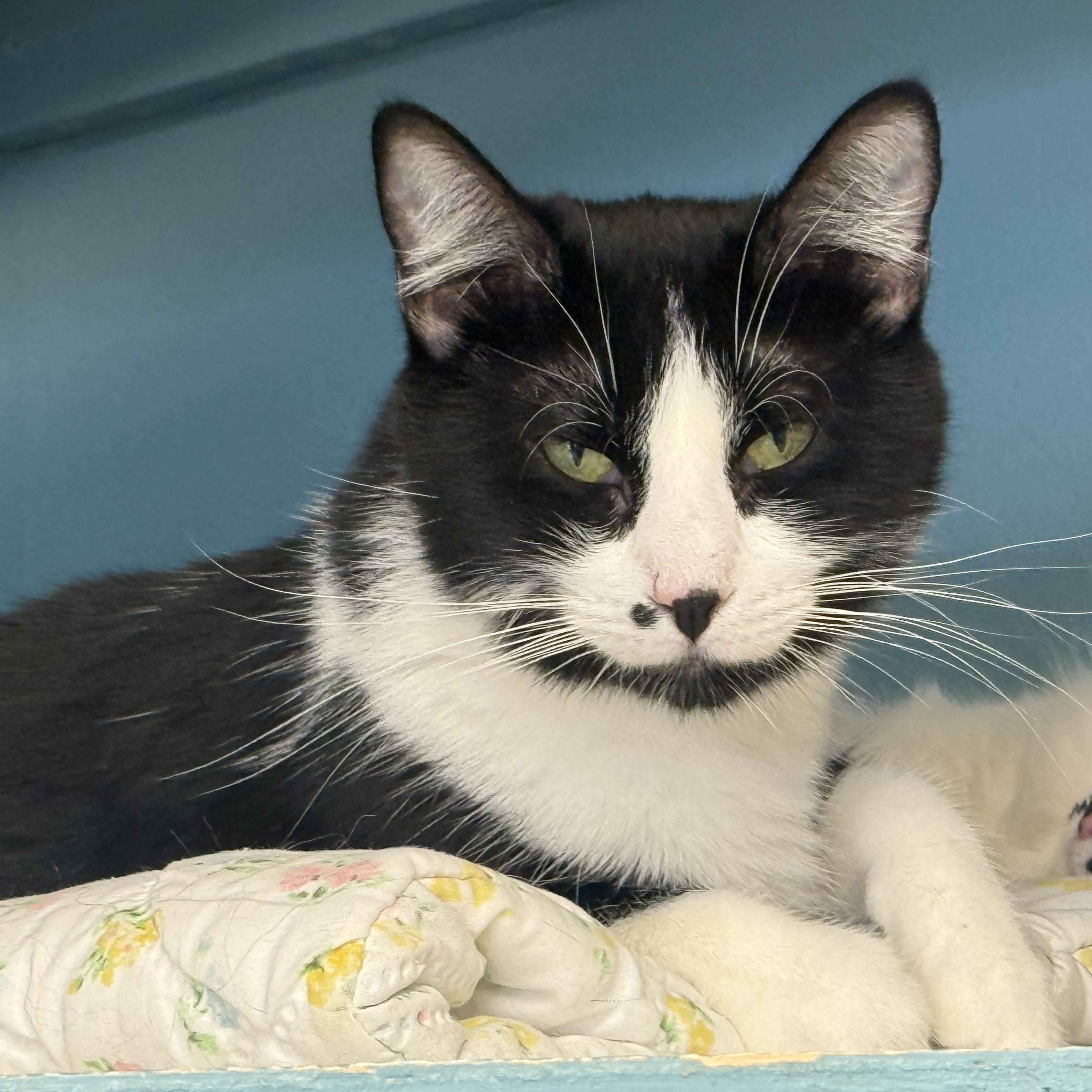 Enlarge Honor, a Adoptable Domestic Short Hair in Pierre, SD image 1/1