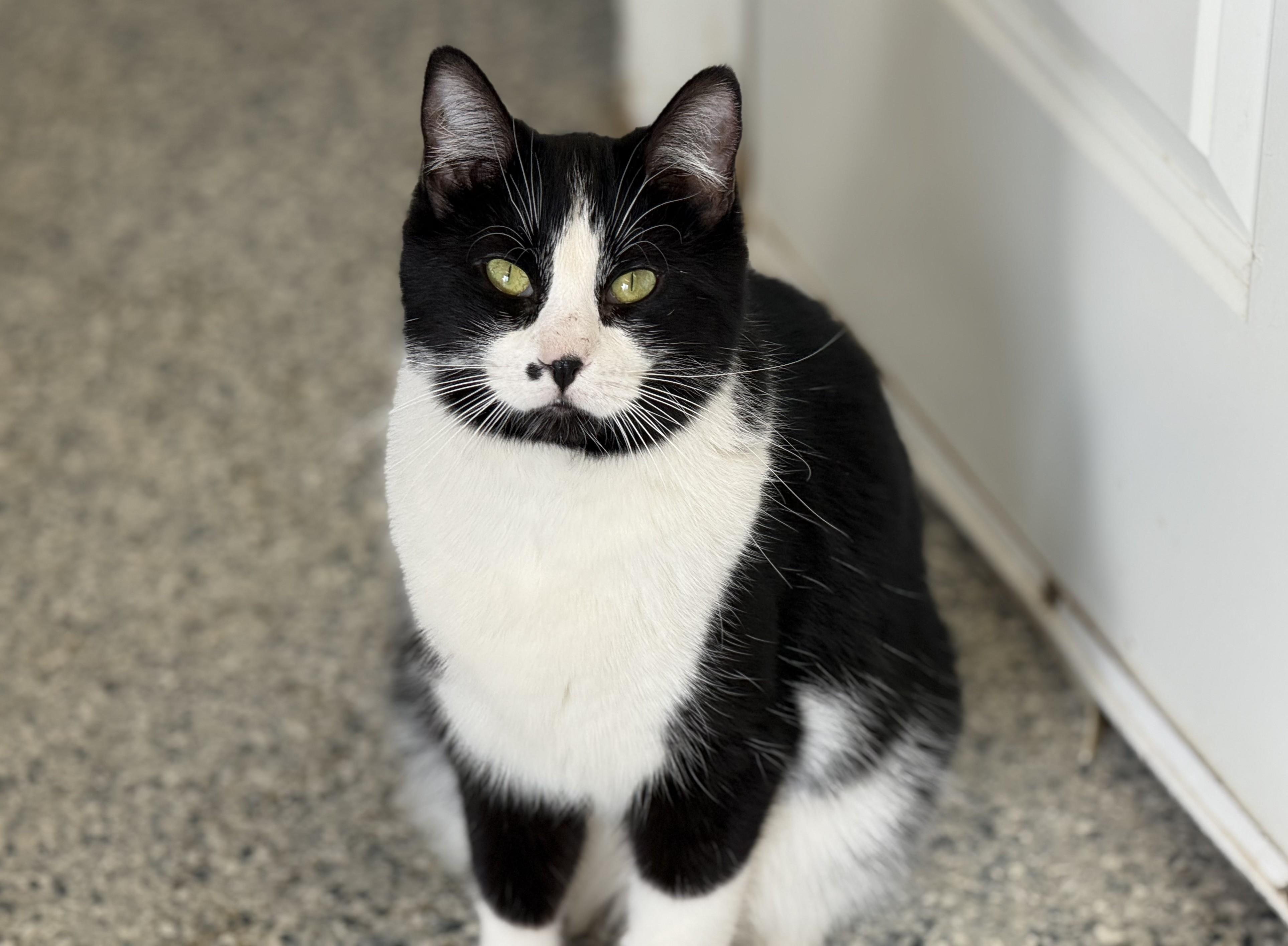 Enlarge Honor, a Adoptable Domestic Short Hair in Pierre, SD image 1/1