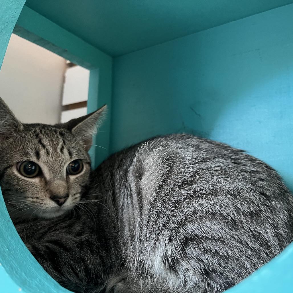 Cider, Adoptable, Kitten Male Domestic Short Hair.