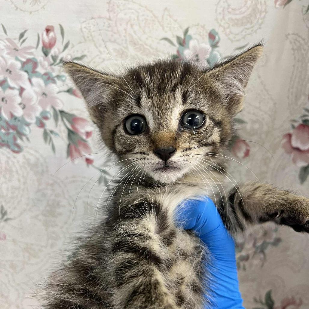 Enlarge Cider, a Adoptable Domestic Short Hair in Harrisonburg, VA image 2/3