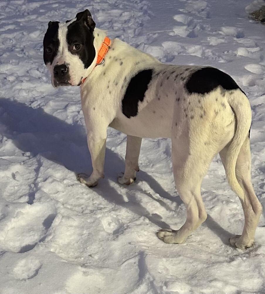 Enlarge Buddy Zander, a Adoptable Pit Bull Terrier in Evansville, IN image 1/6